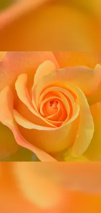 This phone live wallpaper showcases a stunning yellow rose with intricate details and warm orange and pastel pink tones