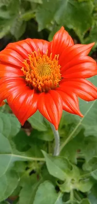 Get lost in a mesmerizing live wallpaper displaying a beautiful orange flower with delicate green leaves in the background