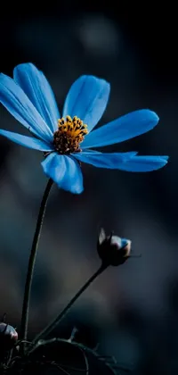 This phone live wallpaper offers a breathtaking close-up of a stunning blue flower on a delicate stem, set against a dark background and cosmic landscape