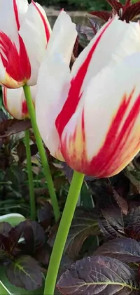 Flower Plant Petal Live Wallpaper