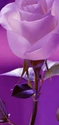 Decorate your phone's screen with this mesmerizing live wallpaper featuring a stunning purple flower in close-up