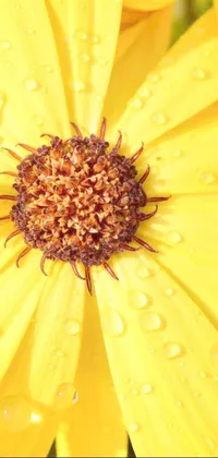 Decorate your phone with this stunning yellow flower live wallpaper! Get up close and personal with every detail and texture of this macro photograph