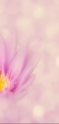 This live wallpaper features a beautiful close up of a pink lotus flower against a blurry background