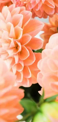 Looking for a delightful and serene way to decorate your phone? Look no further than this gorgeous live wallpaper, featuring beautiful pink dahlias arranged in a vase