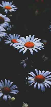 This live phone wallpaper features a beautiful field of white daisies with orange centers set against a deep blue background