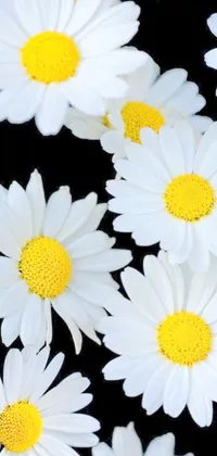 This phone live wallpaper features a stunning image of white flowers with yellow centers against a black background