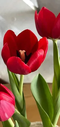 This dynamic live wallpaper showcases three striking red tulips in a glass vase, elegantly positioned on a tabletop