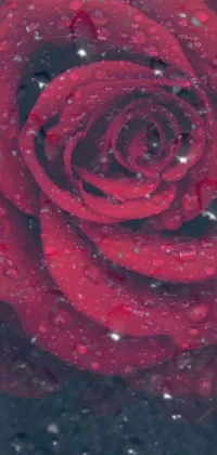 rose water Live Wallpaper