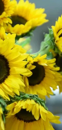 This phone live wallpaper depicts a lovely arrangement of yellow sunflowers in a vase