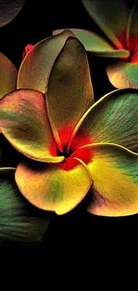 This tropical phone live wallpaper boasts a striking floral close-up against a black background