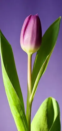 This phone live wallpaper features an exquisite close-up of a lively tulip, wonderfully photographed in a vase with green and purple studio lighting