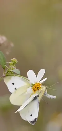 This live wallpaper features a serene white butterfly perched atop a delicate white flower, adding a touch of natural beauty to your phone screen