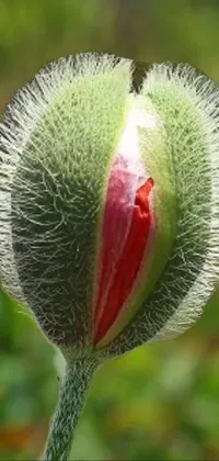 This stunning phone live wallpaper showcases a macro photograph of a beautiful poppy flower from the Hurufiyya family