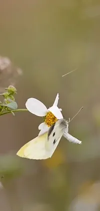 This phone live wallpaper showcases a stunning butterfly perched on a pristine white flower, captured in slow-motion high-speed photography in a natural setting