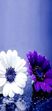Enhance your phone's aesthetics with this stunning live wallpaper featuring two purple and white flowers in a close-up view