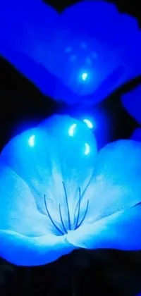This digital art live wallpaper features a beautiful close-up view of blue flowers, created with glowing wax, lamps, and powder