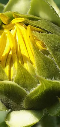 This stunning phone live wallpaper showcases a close-up of a vibrant yellow flower bud with intricate details that create an eye-catching design