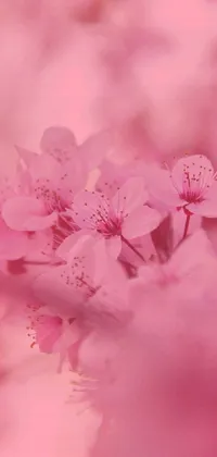 This stunning phone live wallpaper features a close up of pink flowers during sakura season