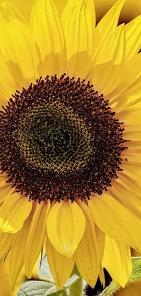 This sunflower live wallpaper showcases a striking close up of a sunflower in a field, with stunning details and sharpness on a yellow canvas