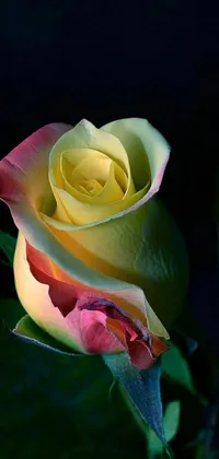 This live wallpaper features a stunning yellow rose with pink and yellow petals, sitting on top of a green leaf
