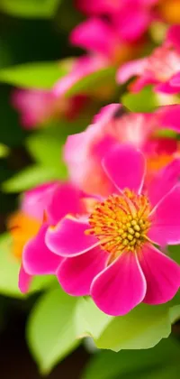 This live phone wallpaper features a beautiful close-up photograph of a bunch of pink flowers