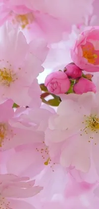 This phone live wallpaper showcases a brilliant close-up of pink flowers in full bloom against a light pink background