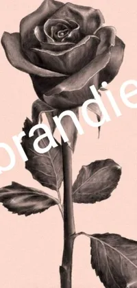 This live phone wallpaper features a beautiful drawing of a rose with the word "Bramie"