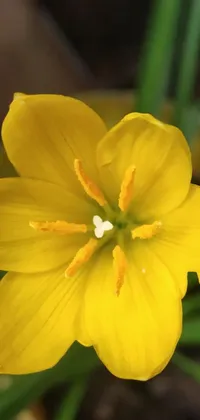 This beautiful phone live wallpaper showcases a stunning close-up of a yellow flower in a pot against a unique Hurufiyya background