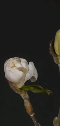 This phone live wallpaper features two delicate white peony flowers on a dark background, captured in a video still format