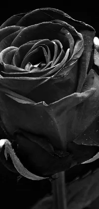 This live wallpaper showcases a stunning black and white photograph of a single rose, with intricate details of the petals and thorny stem