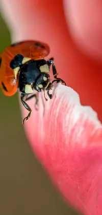 This phone live wallpaper features a ladybug sitting on top of pink and red flower petals