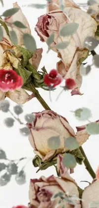 Looking for a sophisticated and serene wallpaper for your phone? Look no further than this beautiful live wallpaper featuring a close-up of a stunning bouquet of white and red roses