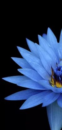 This live wallpaper features a minimalist close-up of a blue nymphaea flower on a black background