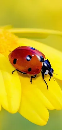 This vibrant live wallpaper features a charming ladybug perched atop a sunny yellow flower set against a lush green background