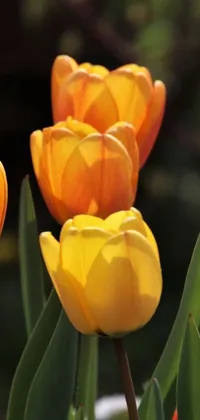 This live phone wallpaper features a close-up image of yellow tulips against an orange backdrop