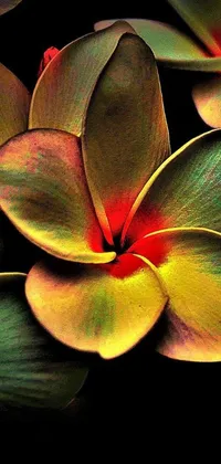 Enhance your phone screen with a stunning live wallpaper of a close-up tropical flower