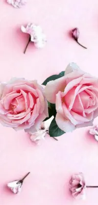 This live wallpaper for phones features two lovely pink roses resting on a smooth pink surface, evoking a peaceful ambiance