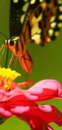 This live wallpaper features a beautiful butterfly resting on a pink flower, creating a mesmerizing display on your phone's screen