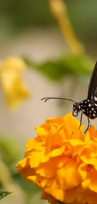 This stunning live wallpaper showcases a butterfly resting on a bright yellow flower, with orange and blue hues adding a vibrant touch to the scene