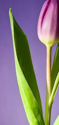 This stunning phone live wallpaper captures the beauty of a vibrant purple tulip in a vase
