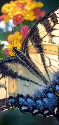 This beautiful live phone wallpaper showcases a swallowtail butterfly perched on a vibrant flower