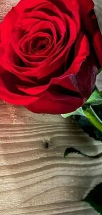 This live phone wallpaper features a stunning, up-close photograph of a vibrant red rose sitting atop a natural, wooden table