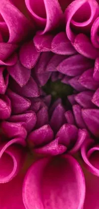 This phone live wallpaper features a close-up, macro photograph of a vibrant pink chrysanthemum and tulip flower with infinite intricacy