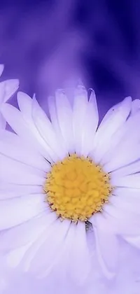 Intensify the beauty of your phone with this macro photograph live wallpaper featuring two delicate white flowers