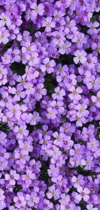 Looking for a dynamic and eye-catching wallpaper for your phone? Check out this stunning live wallpaper – a gorgeous close-up of purple flowers with a stereogram effect that brings them to life in 3D! Featuring delicate petals and intricate details, this wallpaper is sure to please with its available range of purple shades