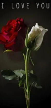 Get ready to add a romantic touch to your phone with this stunning live wallpaper! Featuring a beautiful red rose with the words "I love you" written on it, this wallpaper is perfect for expressing your love in a unique way