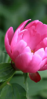 This phone live wallpaper showcases a vibrant, pink tulip or peony flower against a backdrop of lush green leaves