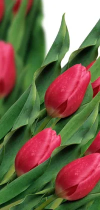 This mobile live wallpaper showcases a close-up photo of a bunch of red tulips with green leaves