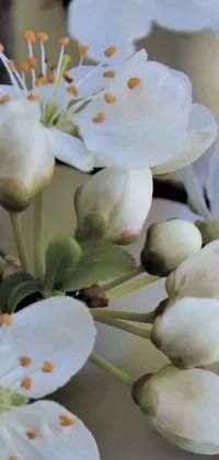 Discover a stunning phone live wallpaper with an abundance of white flowers blooming on a tree branch