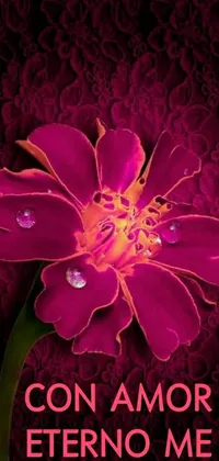 This phone live wallpaper features a beautiful pink flower with water droplets on it